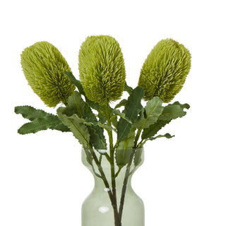 Three green banksia stems arranged in a light green glass vase on a white background.