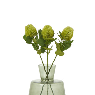 Three green banksia stems arranged in a translucent grey-green glass vase against a white background.