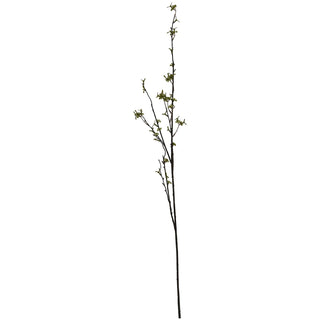 Plain front-on product shot of the single dark brown stem with small green buds.
