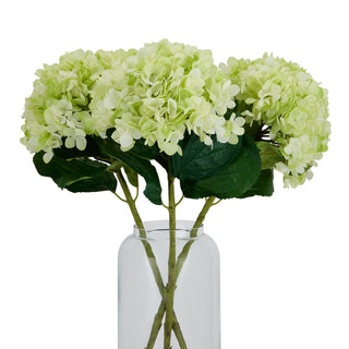 Arrangement of three green hydrangea stems with large leaves in a simple glass vase.