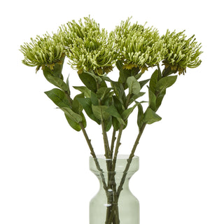 Multiple green protea stems arranged in a pale green glass vase against a white background.
