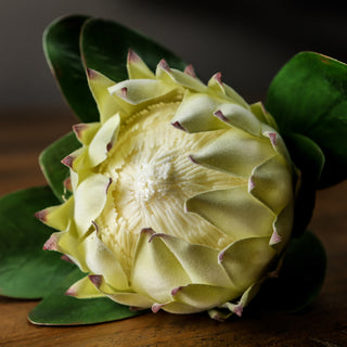 Close-up of the white protea flower centre and the velvety pale yellow bracts with dark purple tips.