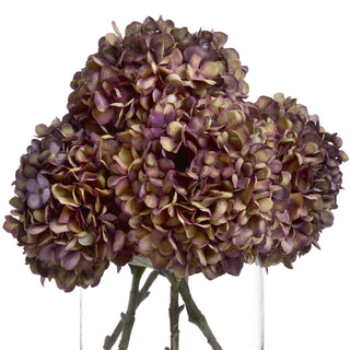Lucidora - Autumn Burgundy Hydrangea - Single Stems