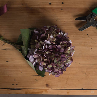 Lucidora - Autumn Burgundy Hydrangea - Single Stems