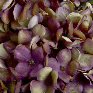 Lucidora - Autumn Burgundy Hydrangea - Single Stems