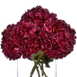 Lucidora - Autumn Ruby Hydrangea - Single Stems