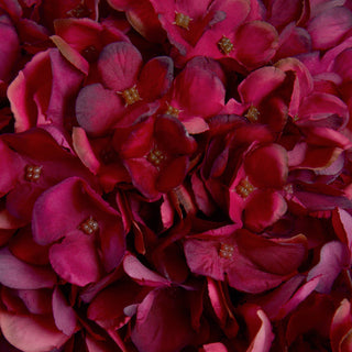 Lucidora - Autumn Ruby Hydrangea - Single Stems