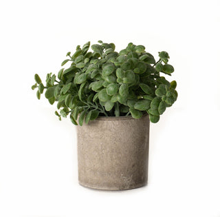 Lucidora - Basil Plant In Stone Effect Pot - Potted Plants