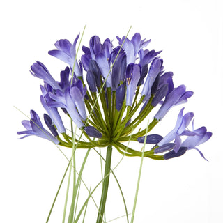 Lucidora - Blue Agapanthus Plant In Pot - Potted Plants
