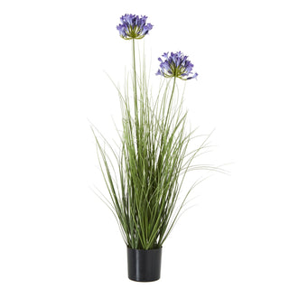 Lucidora - Blue Agapanthus Plant In Pot - Potted Plants