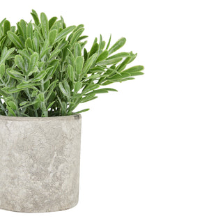Lucidora - Buxus Plant In Stone Effect Pot - Potted Plants