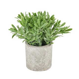 Lucidora - Buxus Plant In Stone Effect Pot - Potted Plants