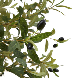 Lucidora - Calabria Small Olive Tree - Potted Plants