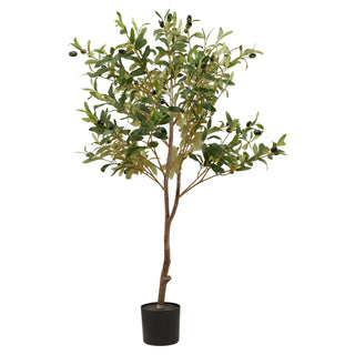 Lucidora - Calabria Small Olive Tree - Potted Plants