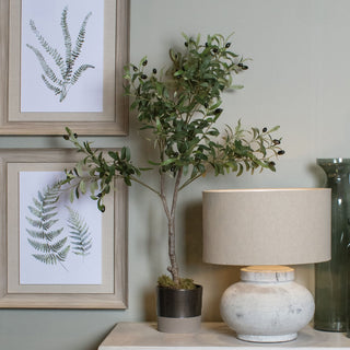 Lucidora - Calabria Small Olive Tree - Potted Plants