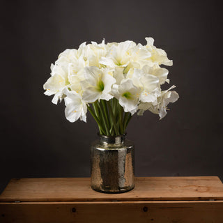 Lucidora - Classic White Amaryllis Flower - Single Stems