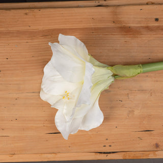Lucidora - Classic White Amaryllis Flower - Single Stems