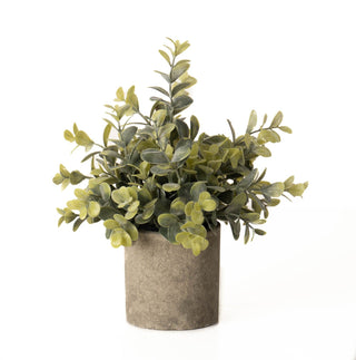 Lucidora - Eucalyptus Plant In Stone Effect Pot - Potted Plants