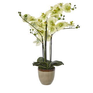 Lucidora - Extra Large Green Orchid In Ceramic Pot - Potted Plants