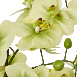 Lucidora - Extra Large Green Orchid In Ceramic Pot - Potted Plants