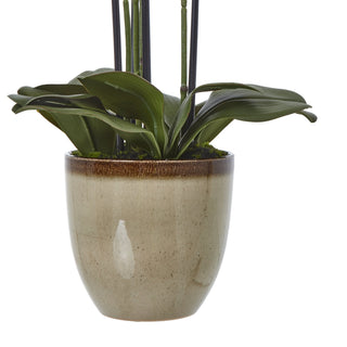 Lucidora - Extra Large Green Orchid In Ceramic Pot - Potted Plants