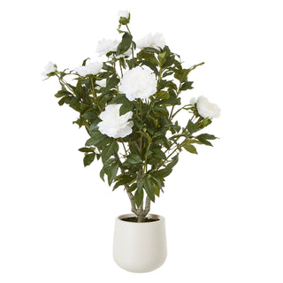 Lucidora - Extra Large White Peony Bush In Pot - Potted Plants