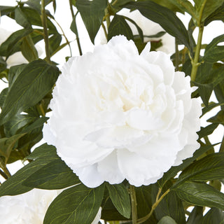 Lucidora - Extra Large White Peony Bush In Pot - Potted Plants