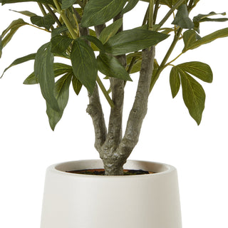 Lucidora - Extra Large White Peony Bush In Pot - Potted Plants