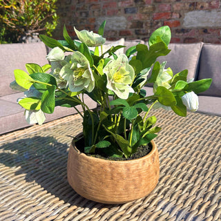Lucidora - Green Hellebore Plant In Taupe Pot - Potted Plants