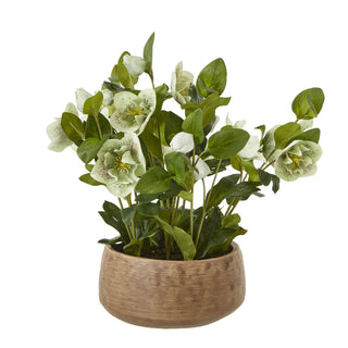 Lucidora - Green Hellebore Plant In Taupe Pot - Potted Plants