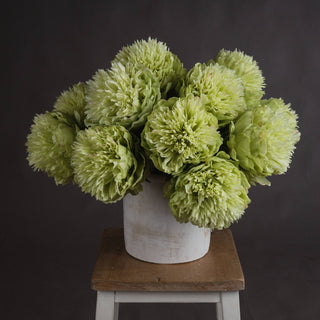 Lucidora - Green Peony - Single Stems