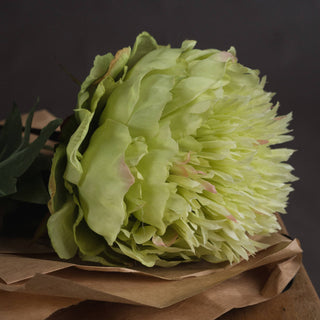 Lucidora - Green Peony - Single Stems