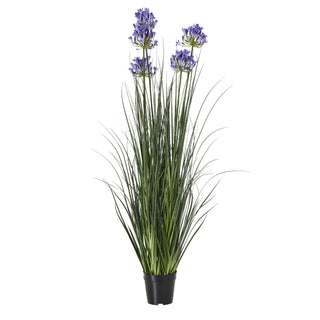 Lucidora - Large Blue Agapanthus Plant In Pot - Potted Plants