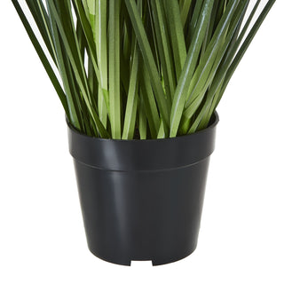 Lucidora - Large Blue Agapanthus Plant In Pot - Potted Plants