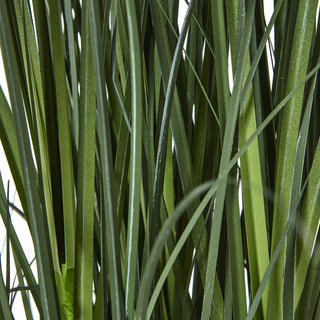 Lucidora - Large Blue Agapanthus Plant In Pot - Potted Plants