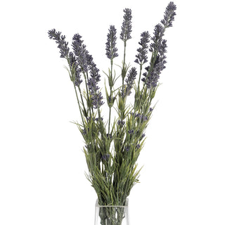 Lucidora - Large Lavender Bush - Single Stems