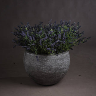 Lucidora - Large Lavender Bush - Single Stems