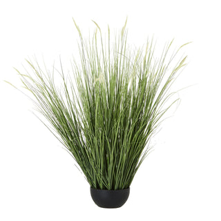Lucidora - Large Onion Grass Plant In Pot - Potted Plants