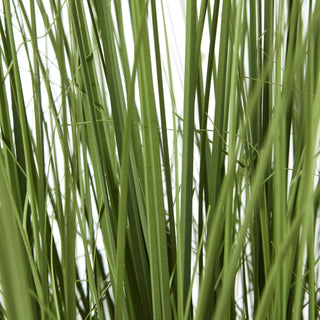 Lucidora - Large Onion Grass Plant In Pot - Potted Plants