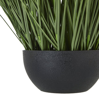 Lucidora - Large Onion Grass Plant In Pot - Potted Plants