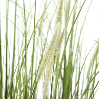 Lucidora - Large Onion Grass Plant In Pot - Potted Plants