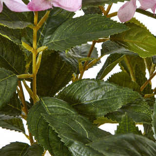 Lucidora - Large Pink Hydrangea Plant In Pot - Potted Plants