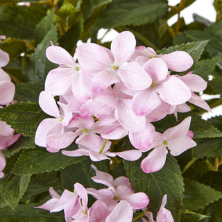Lucidora - Large Pink Hydrangea Plant In Pot - Potted Plants