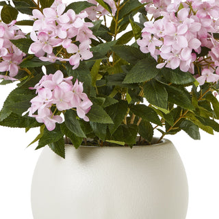 Lucidora - Large Pink Hydrangea Plant In Pot - Potted Plants