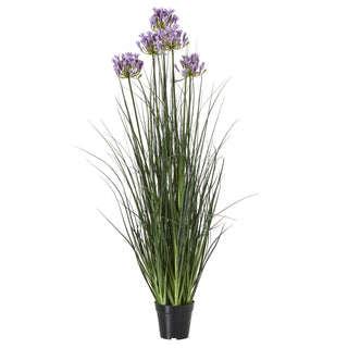 Lucidora - Large Purple Agapanthus Plant In Pot - Potted Plants