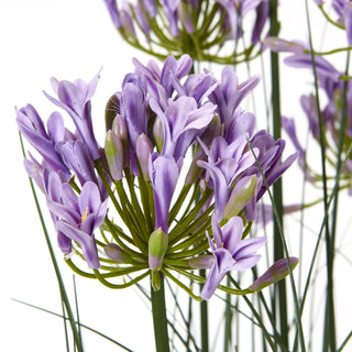 Lucidora - Large Purple Agapanthus Plant In Pot - Potted Plants