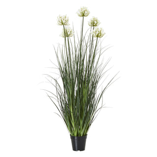 Lucidora - Large White Agapanthus Plant In Pot - Potted Plants