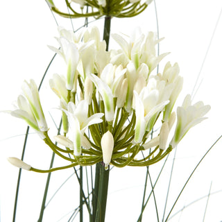 Lucidora - Large White Agapanthus Plant In Pot - Potted Plants