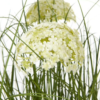 Lucidora - Large White Allium Plant In Pot - Potted Plants