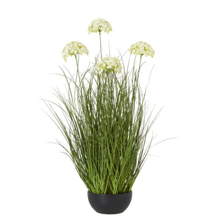 Lucidora - Large White Allium Plant In Pot - Potted Plants